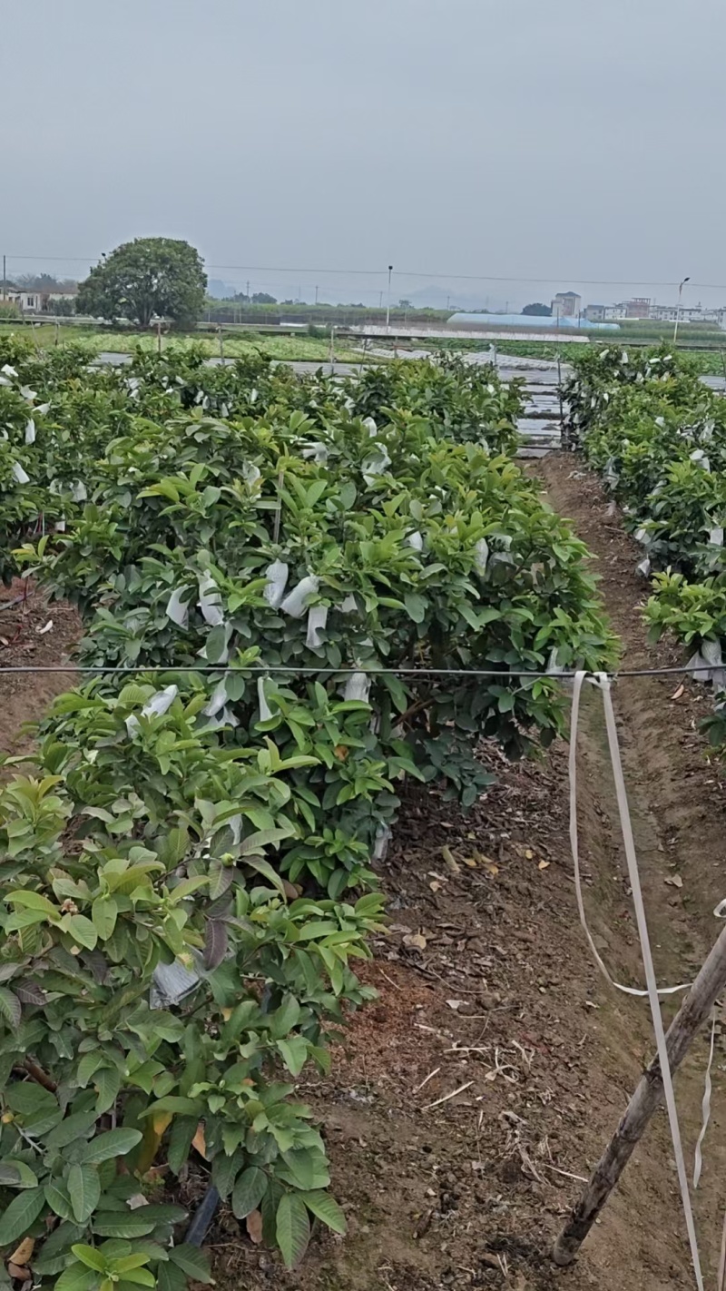 白心芭乐/量大从优/产地直供/欢迎前来选购/保质保量