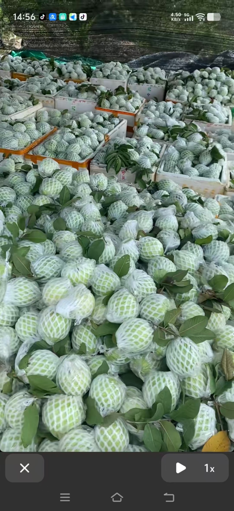 白心芭乐/量大从优/产地直供/欢迎前来选购/保质保量
