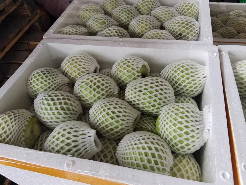 白心芭乐/量大从优/产地直供/欢迎前来选购/保质保量