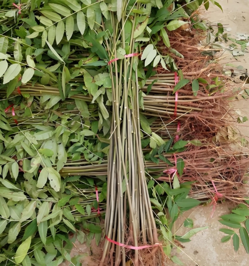 香椿苗红油香椿树苗红油6号香椿苗现挖苗发货