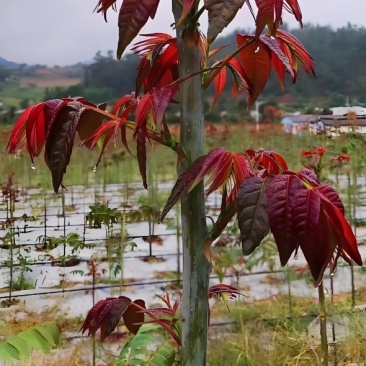 香椿苗红油香椿树苗红油6号香椿苗现挖苗发货