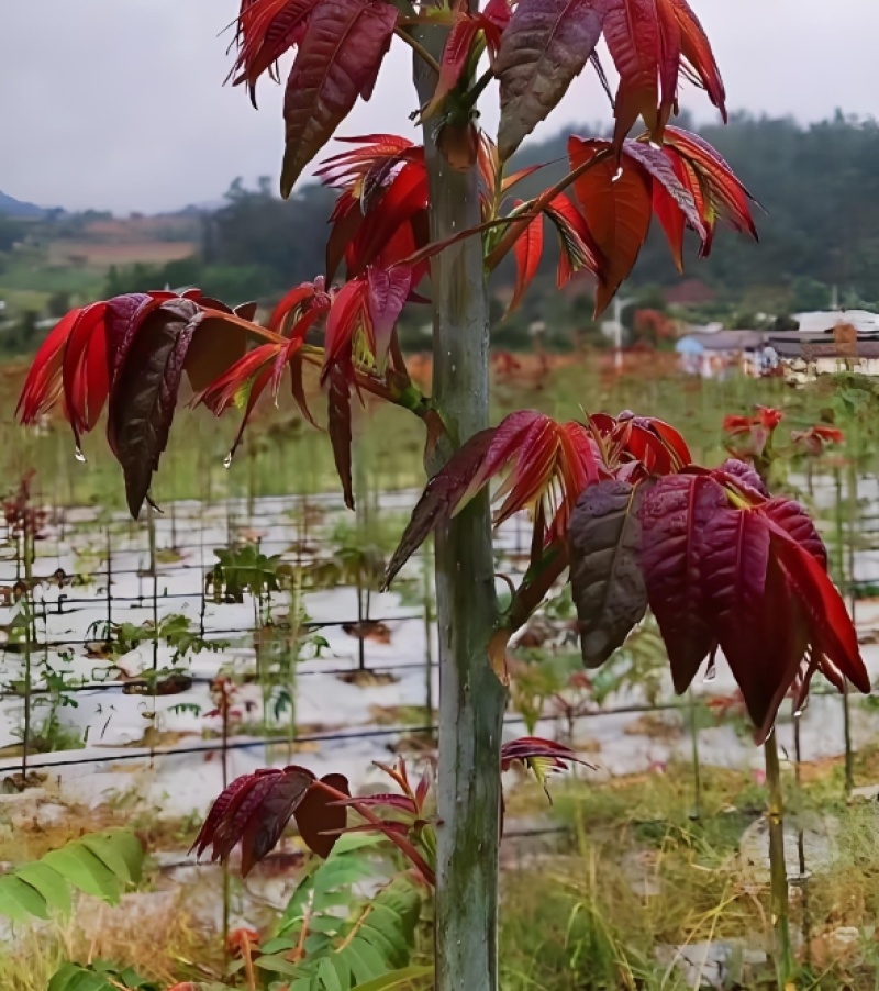 香椿苗红油香椿树苗红油6号香椿苗现挖苗发货