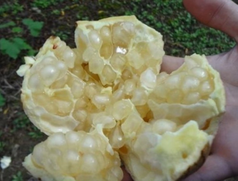 白花玉石籽石榴苗怀远石榴苗三白石榴树苗基地现挖发货