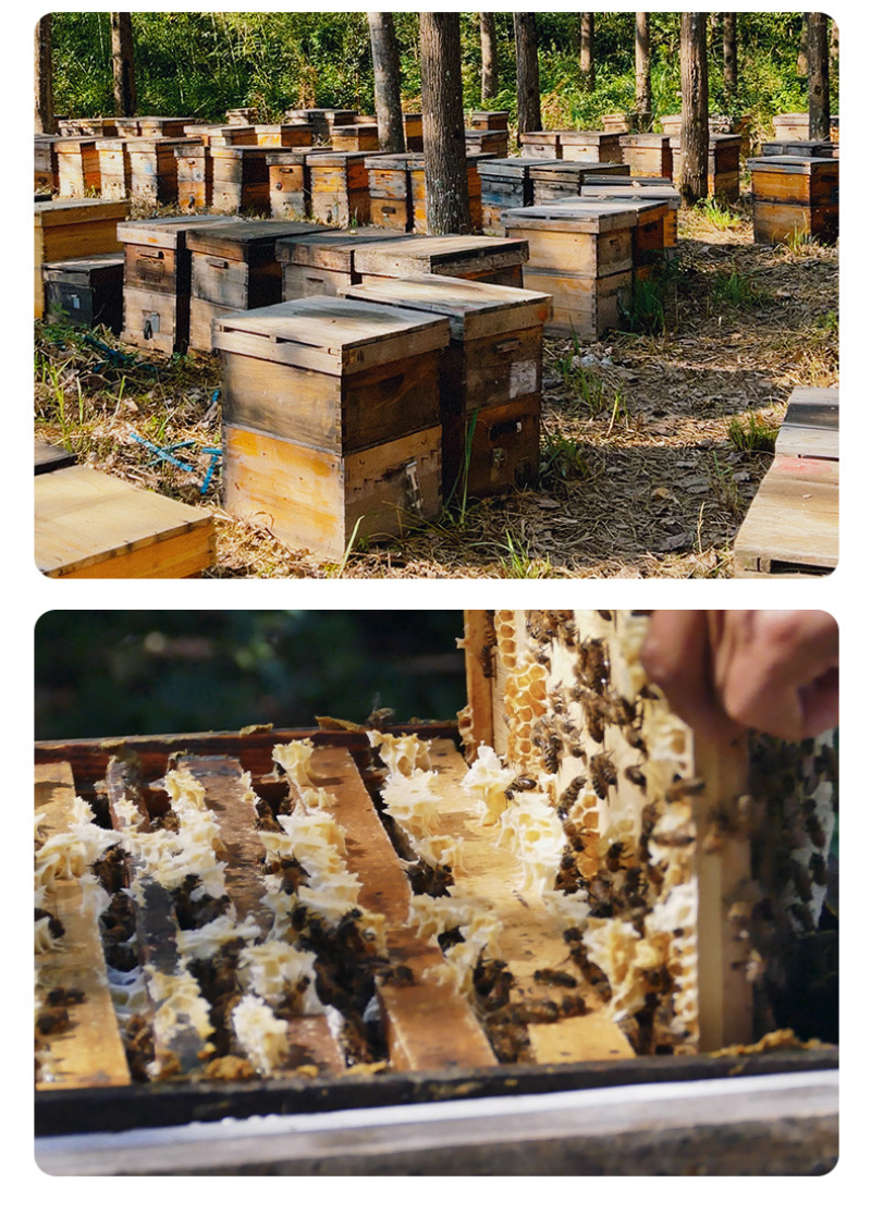 蜂蜜农家自产百花蜂蜜桶装成熟百花蜜食品药品厂用