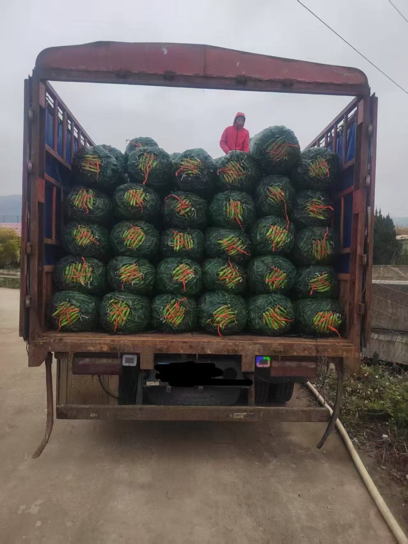 【热卖】蚕豆江苏产地直销保质保量价格优惠支持视频看货