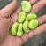 【热卖】蚕豆江苏产地直销保质保量价格优惠支持视频看货