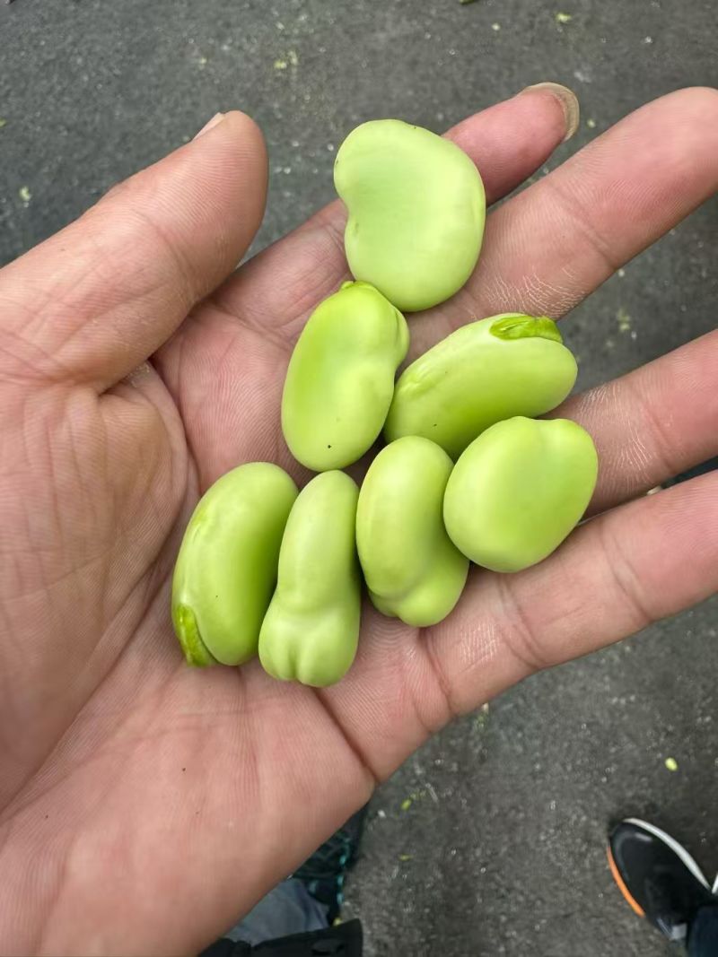 【热卖】蚕豆江苏产地直销保质保量价格优惠支持视频看货