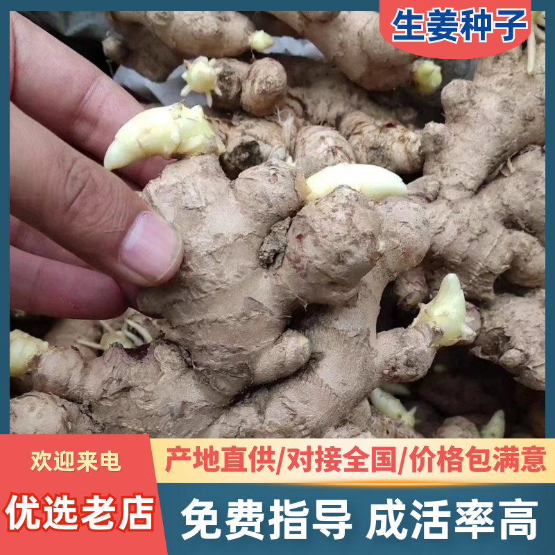 姜种批发【脱毒原种/已催芽】包技术/大小黄姜种/山农一号