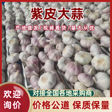 山东大蒜批发【紫皮/白皮大蒜】产地常年批发/全国发货