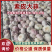 山东大蒜批发【紫皮/白皮大蒜】产地常年批发/全国发货