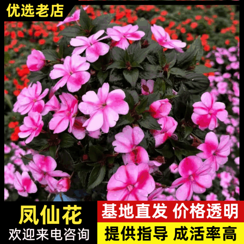 180凤仙基地直供品质优可视频看货存活率高欢迎咨询来电