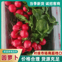 红皮萝卜冰淇淋萝卜货源充足量大从优