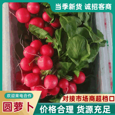 红皮萝卜冰淇淋萝卜货源充足量大从优