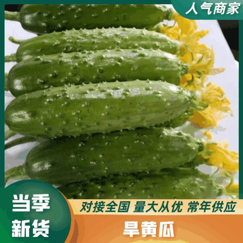 旱黄瓜，东北黄瓜全年供货，实力靠谱代办质量保证价格公道