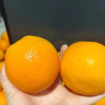湖北秭归伦晚脐橙自产自销一手货源公平买卖/量大从优