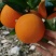 伦晚脐橙产地大量批发伦晚血橙【便宜出售】欢迎咨询量大价优