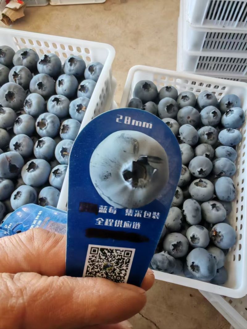 山东蓝莓大量上市，一手货源，基地直发，价格美丽，欢迎电联