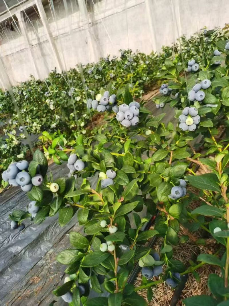 山东蓝莓大量上市，一手货源，基地直发，价格美丽，欢迎电联
