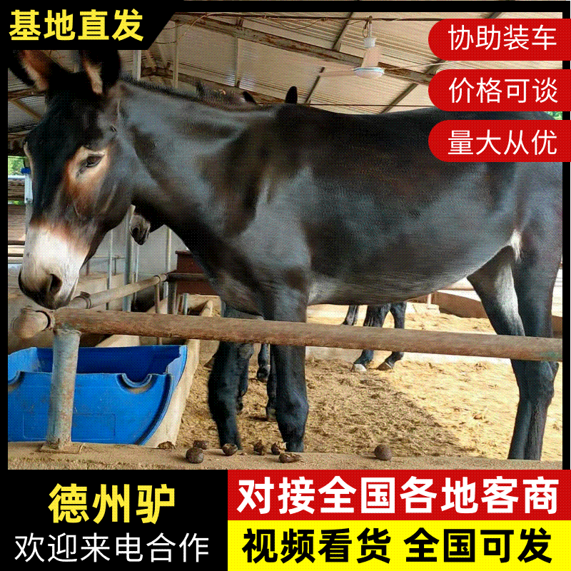山东肉驴杂交驴德州驴免费送货货到付款包指导包回收对接养殖户
