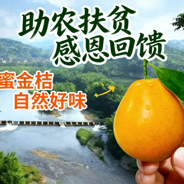 孕妇放心食用广西正宗融安金桔脆蜜金桔自家果园顺丰包邮