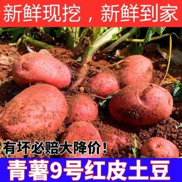 （云南土豆）青薯9号土豆丶实验1号土豆丶品种规格齐全