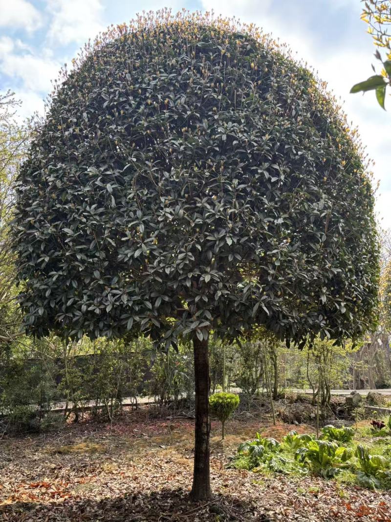 高杆桂花丹桂金桂桂花树基地直发品种齐全售后保障