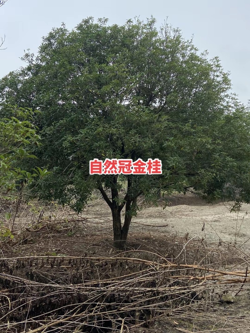 高杆桂花丹桂金桂桂花树基地直发品种齐全售后保障