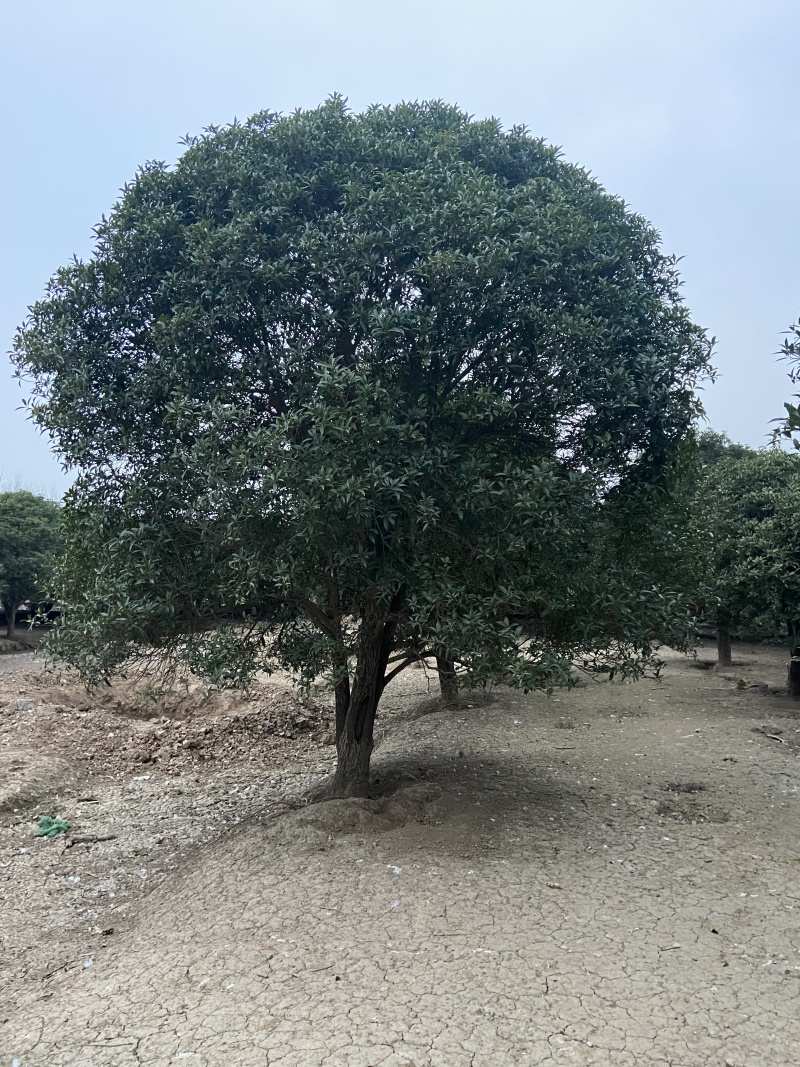 高杆桂花丹桂金桂桂花树基地直发品种齐全售后保障
