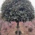 高杆桂花丹桂金桂桂花树基地直发品种齐全售后保障