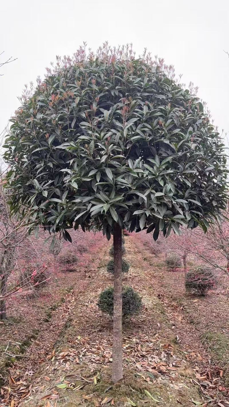 高杆桂花丹桂金桂桂花树基地直发品种齐全售后保障