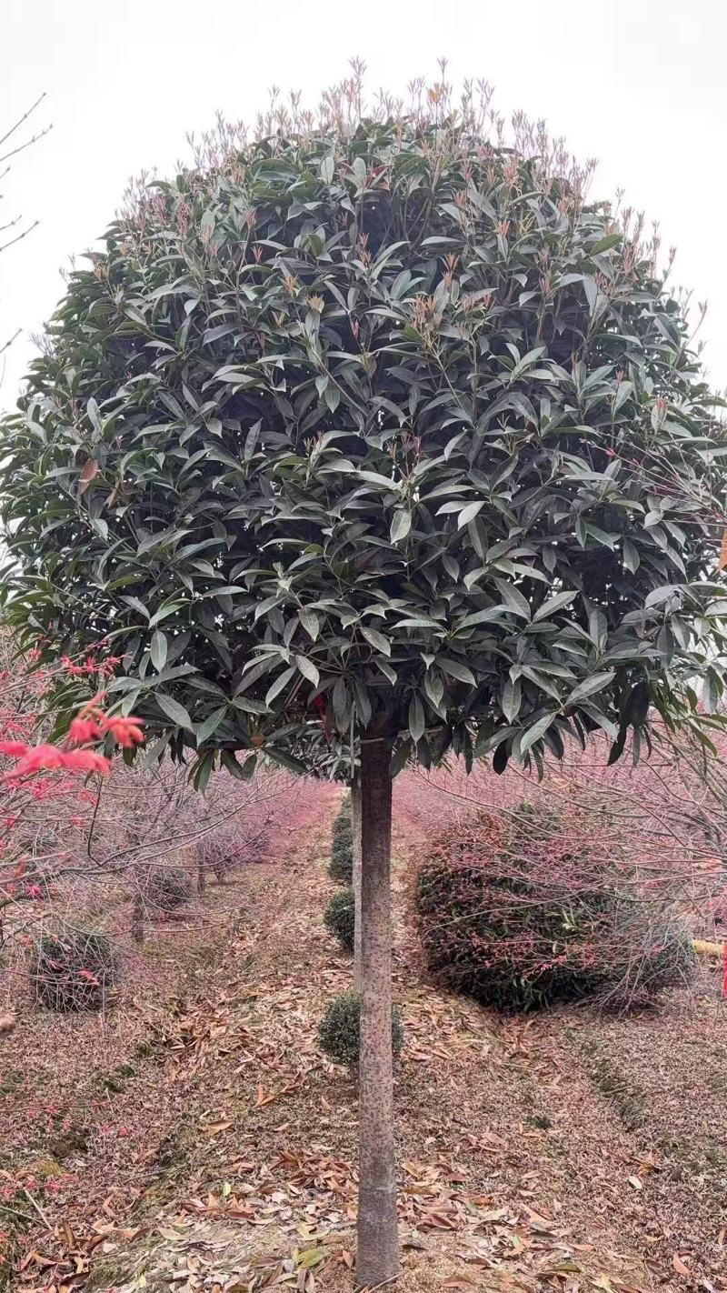高杆桂花丹桂金桂桂花树基地直发品种齐全售后保障