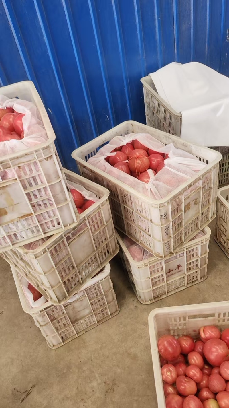 精品硬粉西红柿山西基地直供质量保证货源充足对接商超