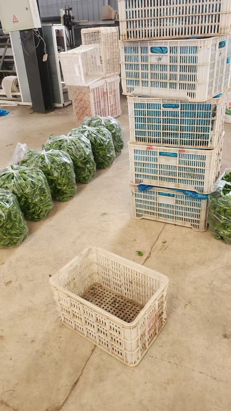 精品螺丝椒山西基地直供质量保证货源充足对接商超市场