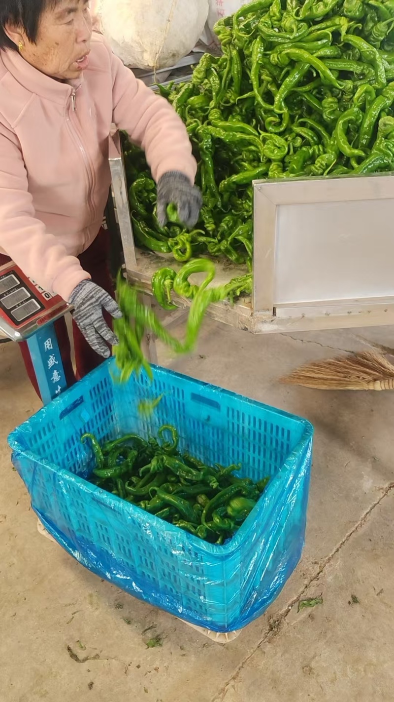 精品螺丝椒山西基地直供质量保证货源充足对接商超市场