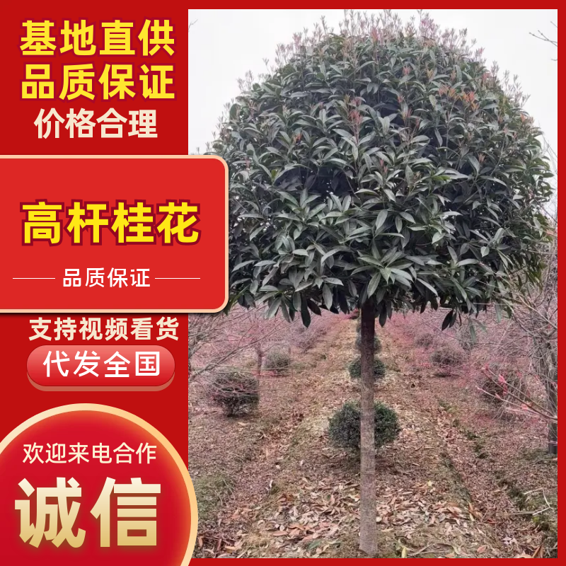 高杆桂花丹桂金桂桂花树基地直发品种齐全售后保障