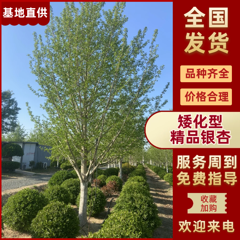 矮化型精品银杏树基地直发品种齐全视频看货选货