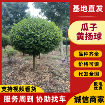 抗寒耐冻精品高杆瓜子黄扬球基地直发品种齐全