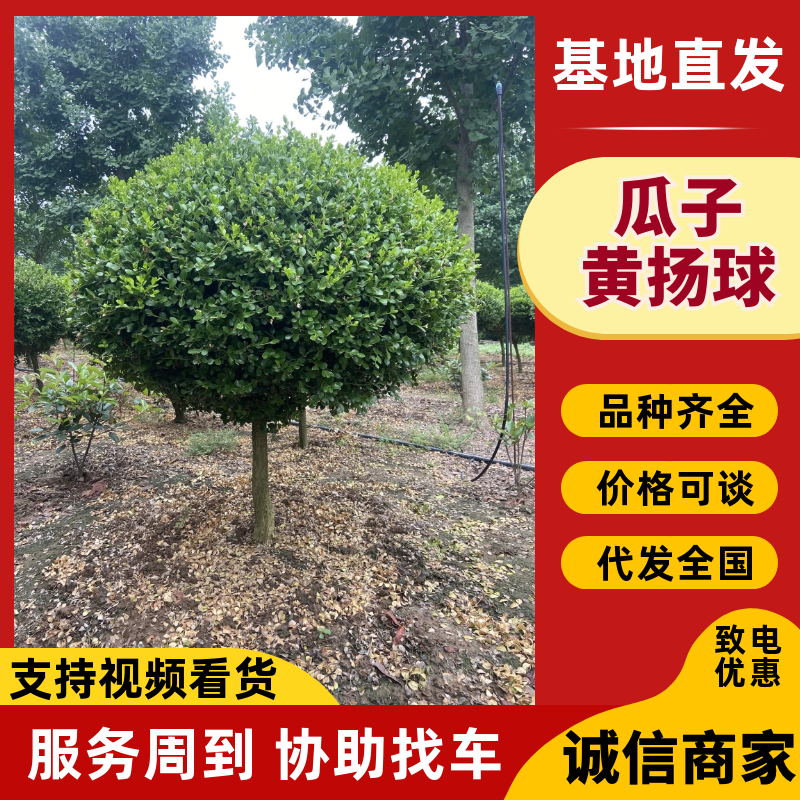抗寒耐冻精品高杆瓜子黄扬球基地直发品种齐全