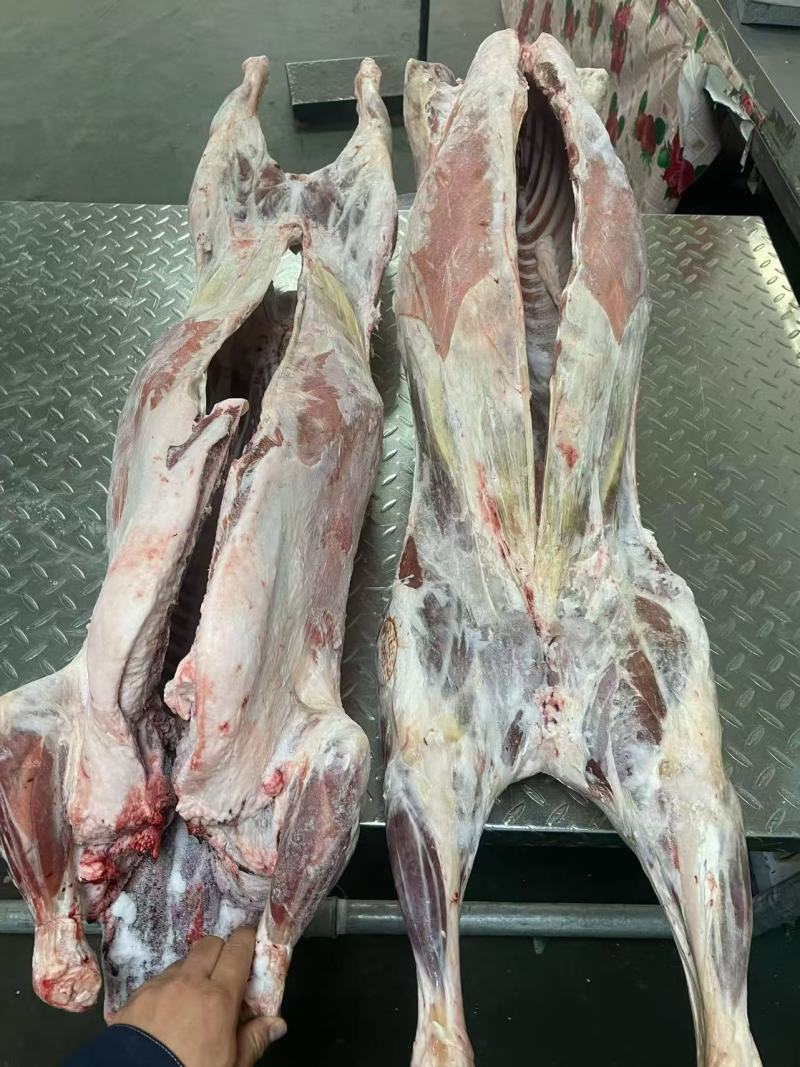 内蒙古精品羊肉/羔羊白条羊/保质保量/量大从优/欢迎下单