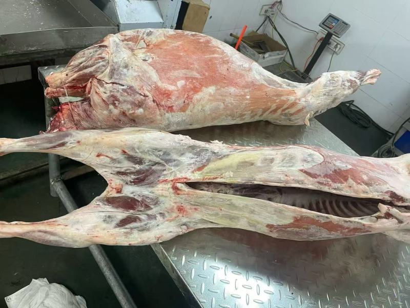 内蒙古精品羊肉/羔羊白条羊/保质保量/量大从优/欢迎下单