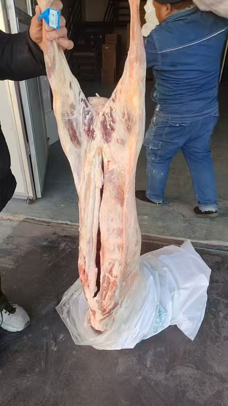 内蒙古精品羊肉/羔羊白条羊/保质保量/量大从优/欢迎下单