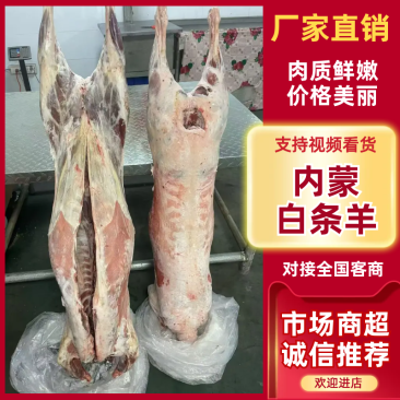 内蒙古精品羊肉/羔羊白条羊/保质保量/量大从优/欢迎下单