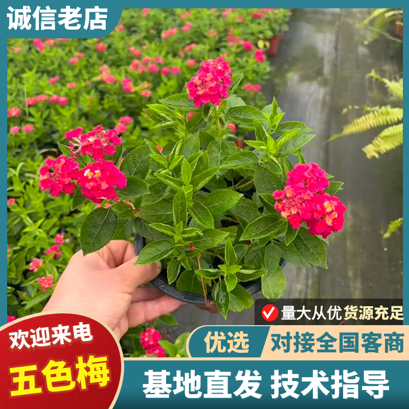 五色梅规格齐全产地直发量大从优可视频看货对接全国