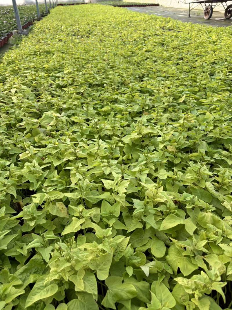 金叶甘薯，观叶植物盆花产地直发量大从优可对接全国客商