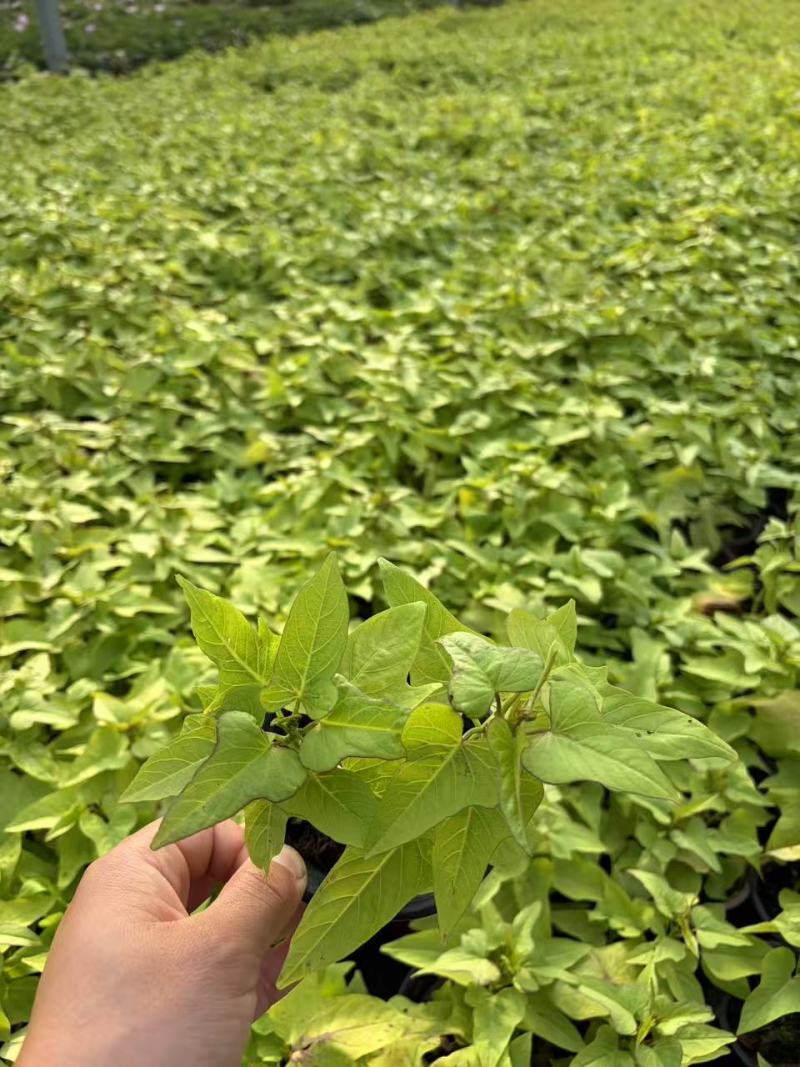 金叶甘薯，观叶植物盆花产地直发量大从优可对接全国客商