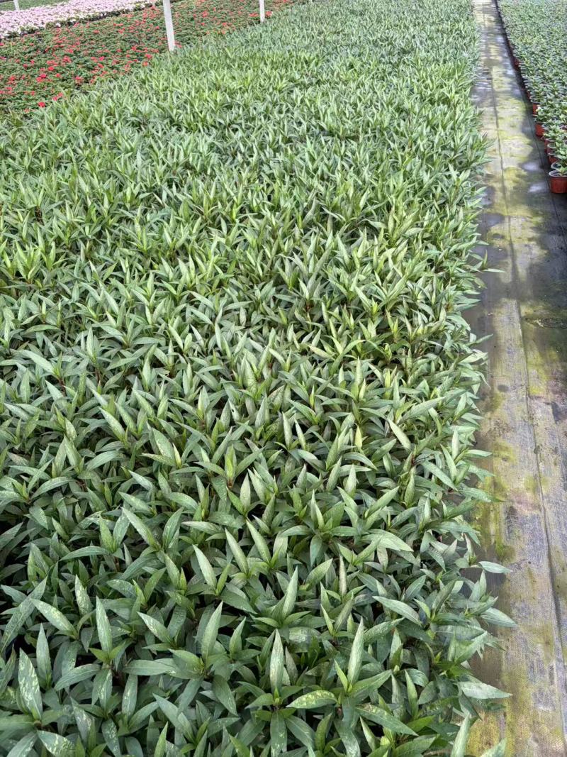 金叶甘薯，观叶植物盆花产地直发量大从优可对接全国客商