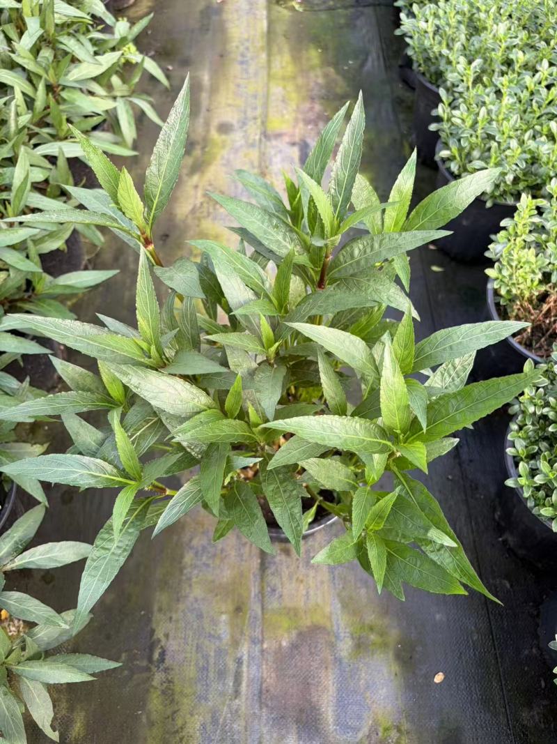 翠芦莉2加仑翠芦莉产地直发供应齐全量大从优欢迎采购