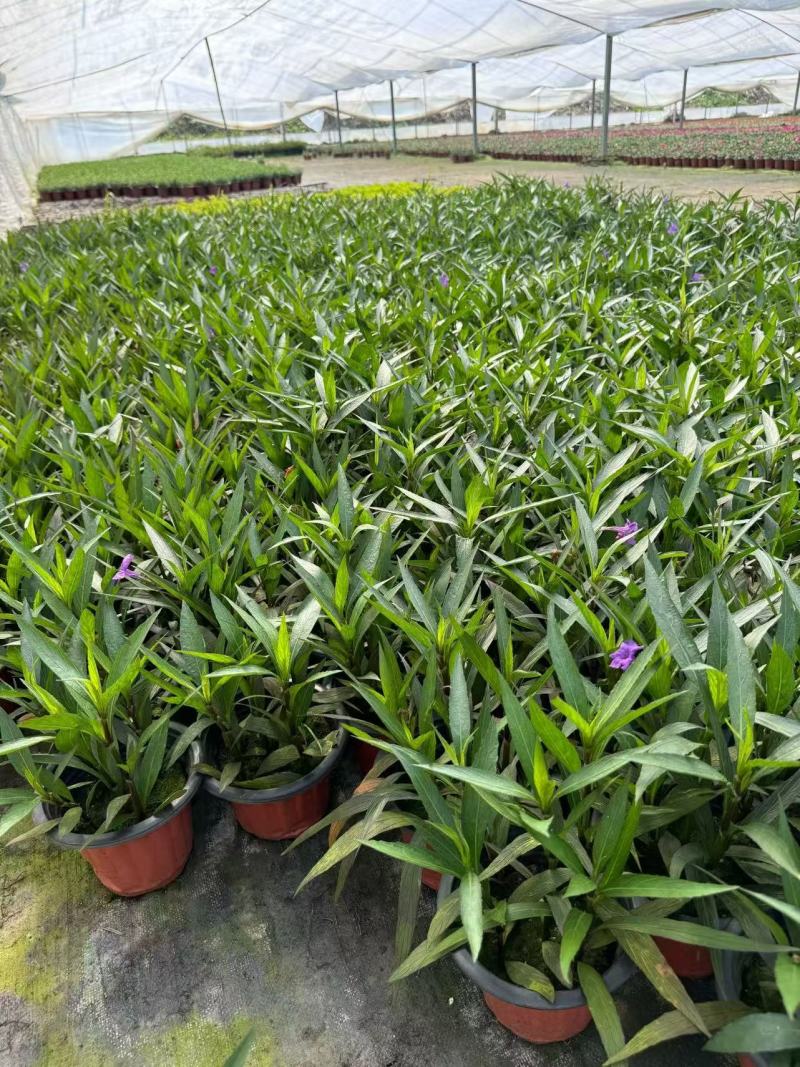 翠芦莉2加仑翠芦莉产地直发供应齐全量大从优欢迎采购