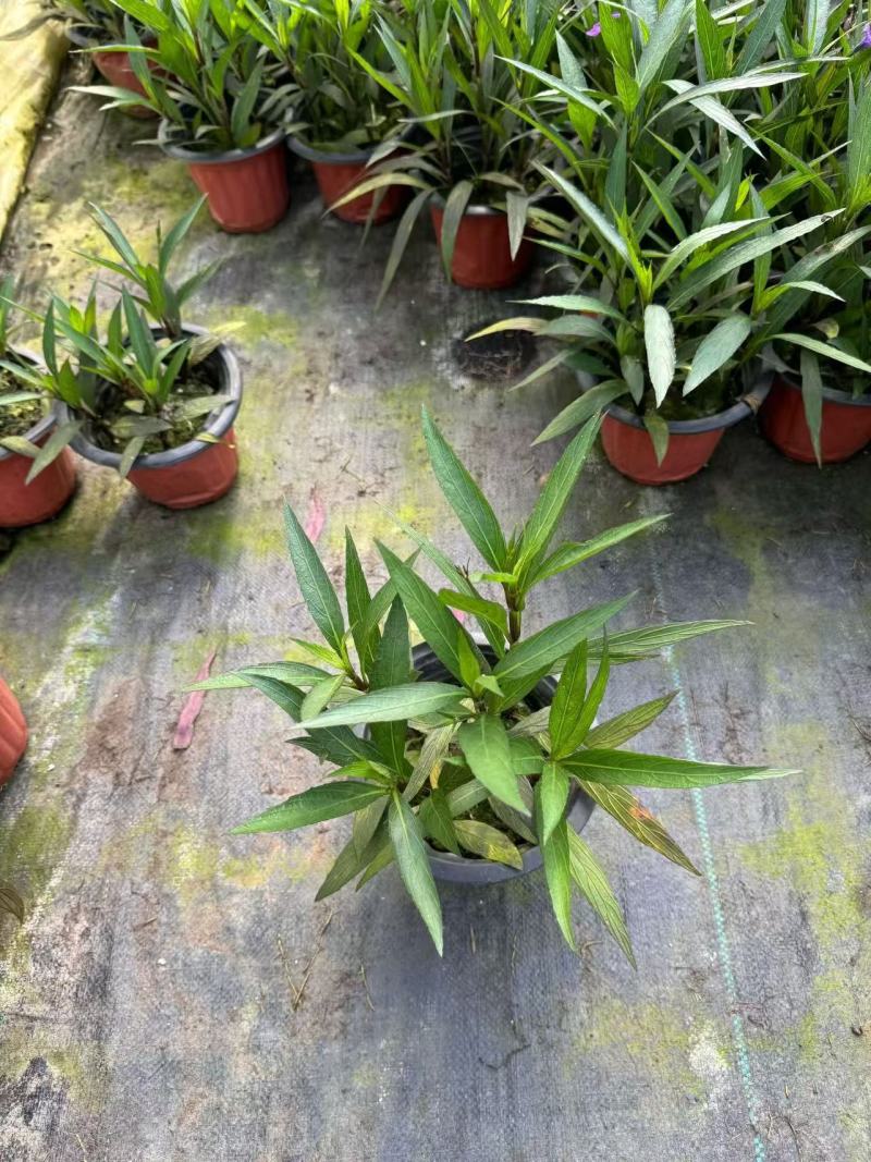 翠芦莉2加仑翠芦莉产地直发供应齐全量大从优欢迎采购