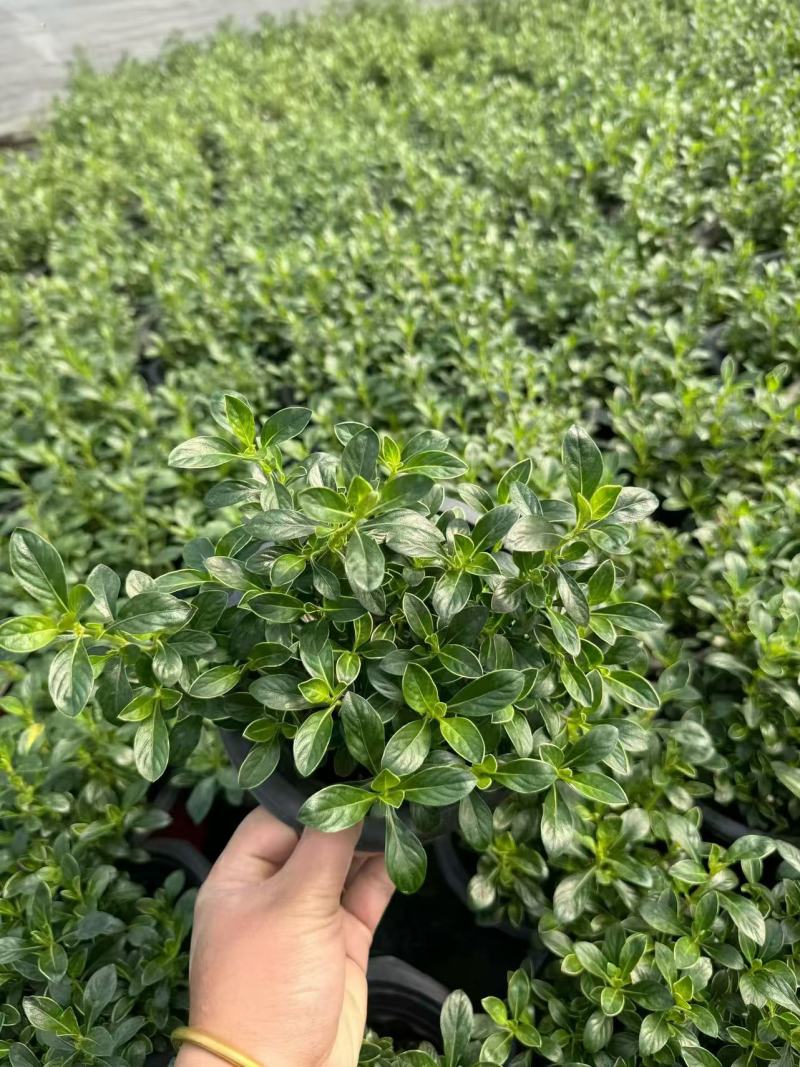 六月雪盆景规格齐全，花型美观适应性强一条龙服务